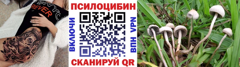Псилоцибиновые грибы Cubensis  Урус-Мартан 
